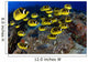 USA, School of Raccoon Butterflyfish Wall Mural