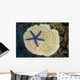 Fiji, Starfish on hard Plate Coral Wall Mural