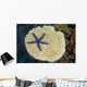 Fiji, Starfish on hard Plate Coral Wall Mural