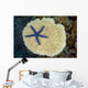 Fiji, Starfish on hard Plate Coral Wall Mural
