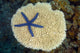 Fiji, Starfish on hard Plate Coral Wall Mural