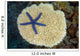 Fiji, Starfish on hard Plate Coral Wall Mural