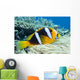 Orange-Fin Anemonefish over Anemone Wall Mural