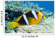 Orange-Fin Anemonefish over Anemone Wall Mural