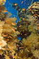 Alconarian Coral and school of Anthias Wall Mural