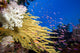 Alconarian and Gorgonian Coral Wall Mural