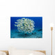 USA, Bluestripe Snapper Wall Mural