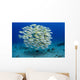 USA, Bluestripe Snapper Wall Mural