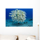 USA, Bluestripe Snapper Wall Mural