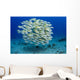 USA, Bluestripe Snapper Wall Mural