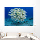 USA, Bluestripe Snapper Wall Mural