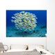 USA, Bluestripe Snapper Wall Mural