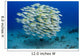 USA, Bluestripe Snapper Wall Mural