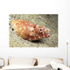 USA, Crocodile Snake Eel or Puhi Wall Mural