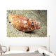 USA, Crocodile Snake Eel or Puhi Wall Mural