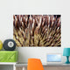 USA, Miner's Urchin Shrimp on Collector Urchin Wall Mural