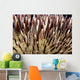 USA, Miner's Urchin Shrimp on Collector Urchin Wall Mural
