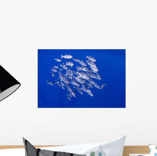 Spotted Oceanic Triggerfish Wall Mural