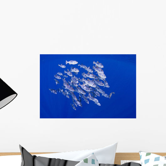 Spotted Oceanic Triggerfish Wall Mural