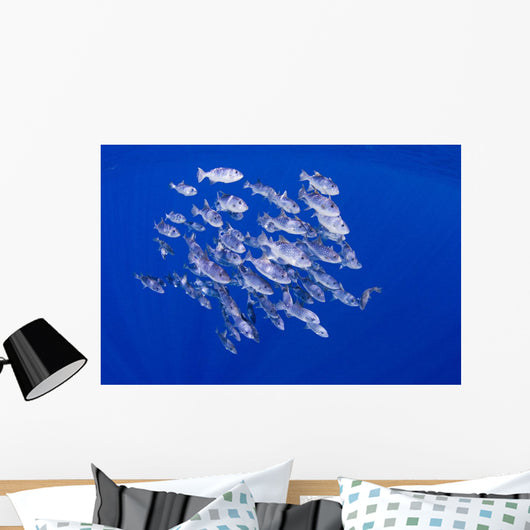 Spotted Oceanic Triggerfish Wall Mural