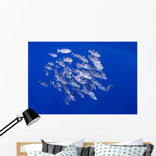 Spotted Oceanic Triggerfish Wall Mural