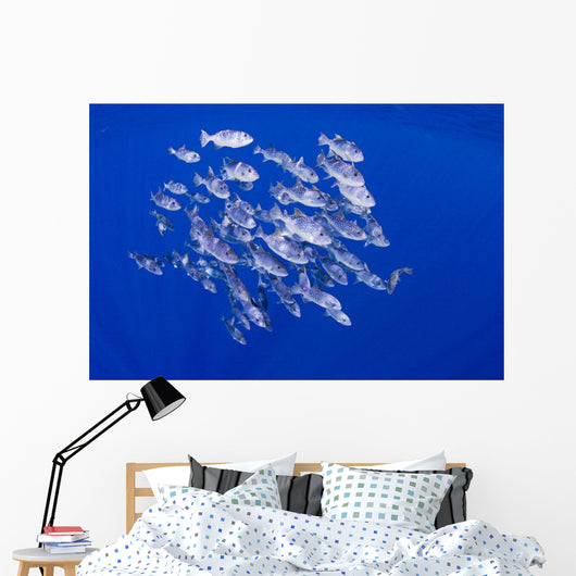 Spotted Oceanic Triggerfish Wall Mural