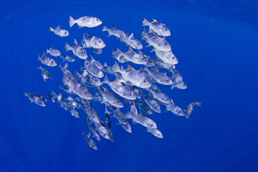 Spotted Oceanic Triggerfish Wall Mural