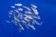 Spotted Oceanic Triggerfish Wall Mural
