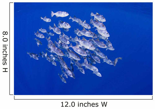 Spotted Oceanic Triggerfish Wall Mural