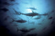 Southern Bluefin Tuna Circle In A Holding Pen Wall Mural