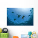 USA, Green Sea Turtles swimming near surface Wall Mural
