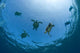 USA, Green Sea Turtles swimming near surface Wall Mural
