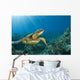 Hawaii, Green Sea Turtle An Endangered Species Wall Mural