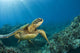 Hawaii, Green Sea Turtle An Endangered Species Wall Mural