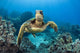 USA, Green Sea Turtle Wall Mural