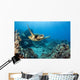 USA, Green Sea Turtle Wall Mural