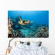 USA, Green Sea Turtle Wall Mural