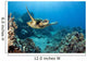 USA, Green Sea Turtle Wall Mural