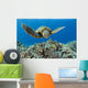 USA, Green Sea Turtle Wall Mural