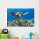 USA, Green Sea Turtle Wall Mural