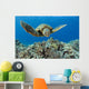 USA, Green Sea Turtle Wall Mural