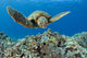 USA, Green Sea Turtle Wall Mural
