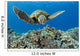 USA, Green Sea Turtle Wall Mural