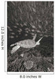 Malaysia, Sipidan, Green Sea Turtle With Schooling Fish Wall Mural