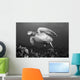 Hawaii, Maui, Green Sea Turtle Swimming Over Coral Reef Wall Mural