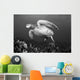 Hawaii, Maui, Green Sea Turtle Swimming Over Coral Reef Wall Mural
