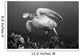 Hawaii, Maui, Green Sea Turtle Swimming Over Coral Reef Wall Mural