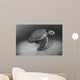 USA, Green Sea Turtle on bottom of ocean Wall Mural