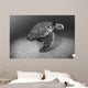 USA, Green Sea Turtle on bottom of ocean Wall Mural