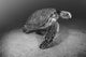 USA, Green Sea Turtle on bottom of ocean Wall Mural